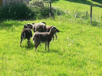 Rare sheep breeds